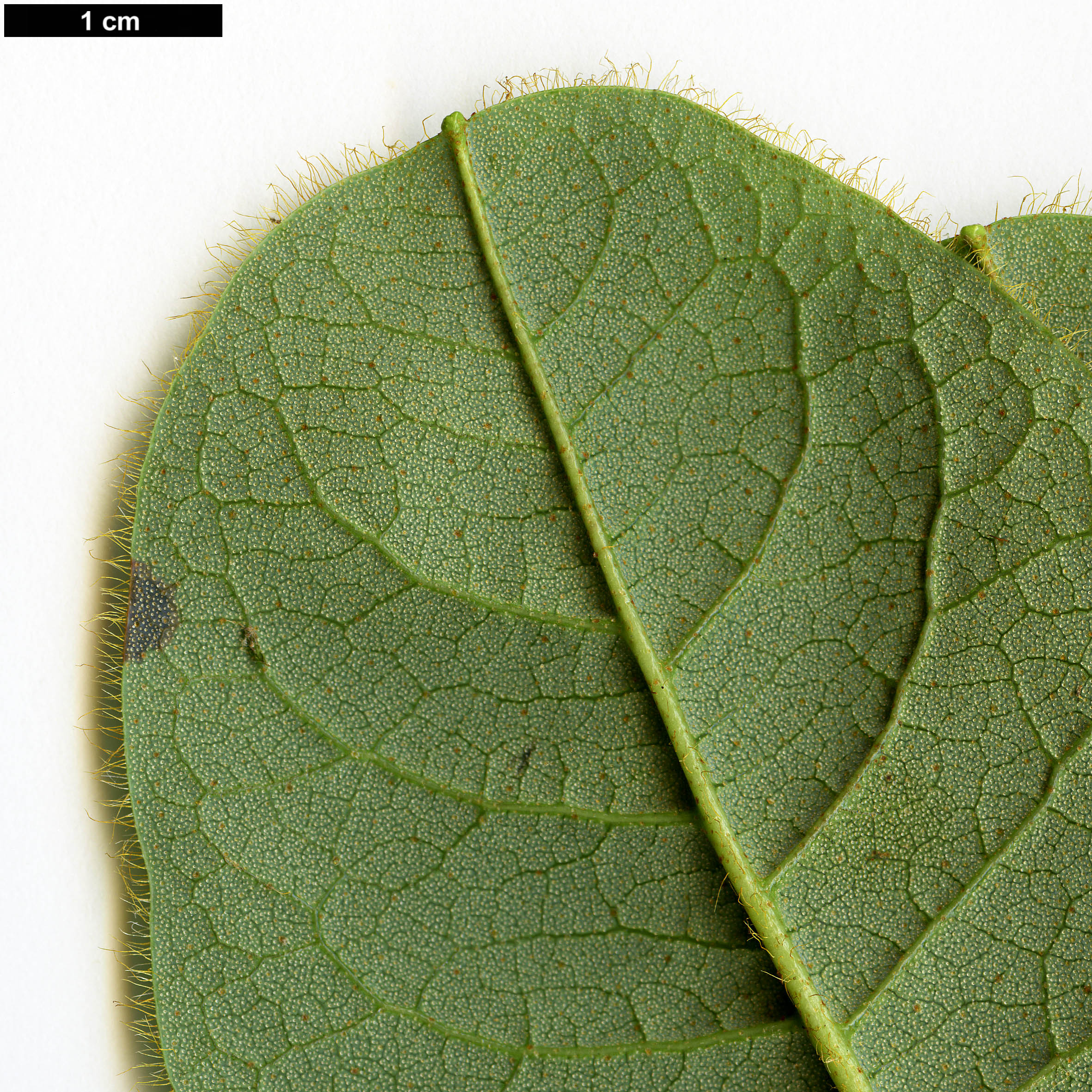 High resolution image: Family: Ericaceae - Genus: Rhododendron - Taxon: aff. valentinianum